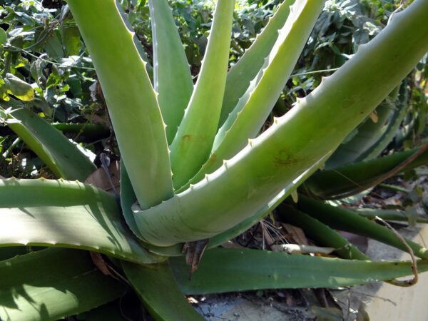 Aloevera