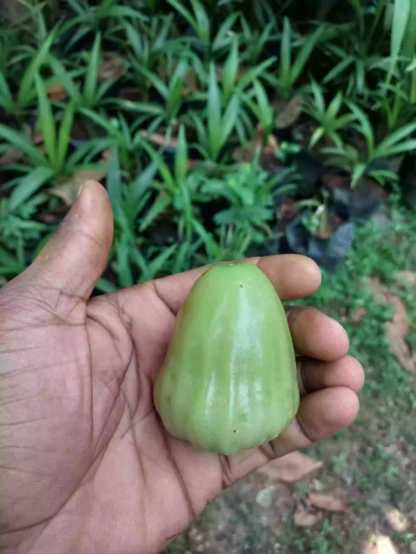 water apple (Green) - Image 2