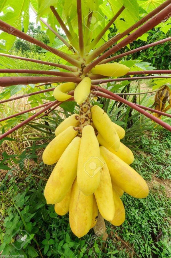 Golden Papaya