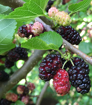 Mulberry black - Guru Kripa Nursery