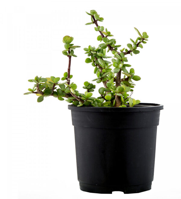 Jade plant