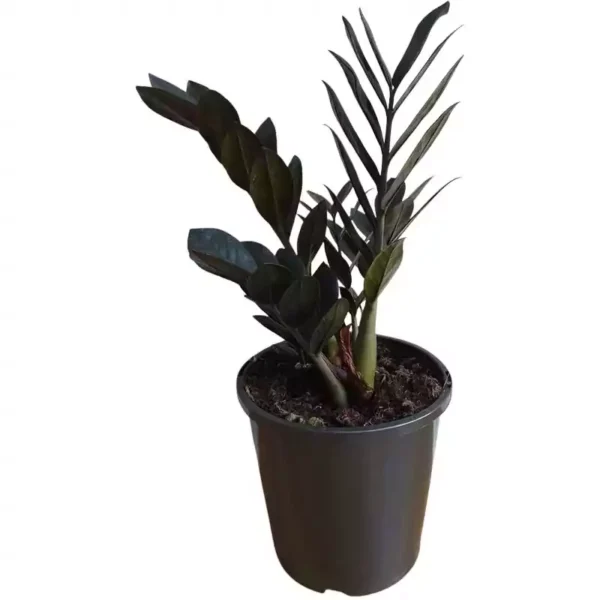 ZZ plant (Black) 5.5inch pot